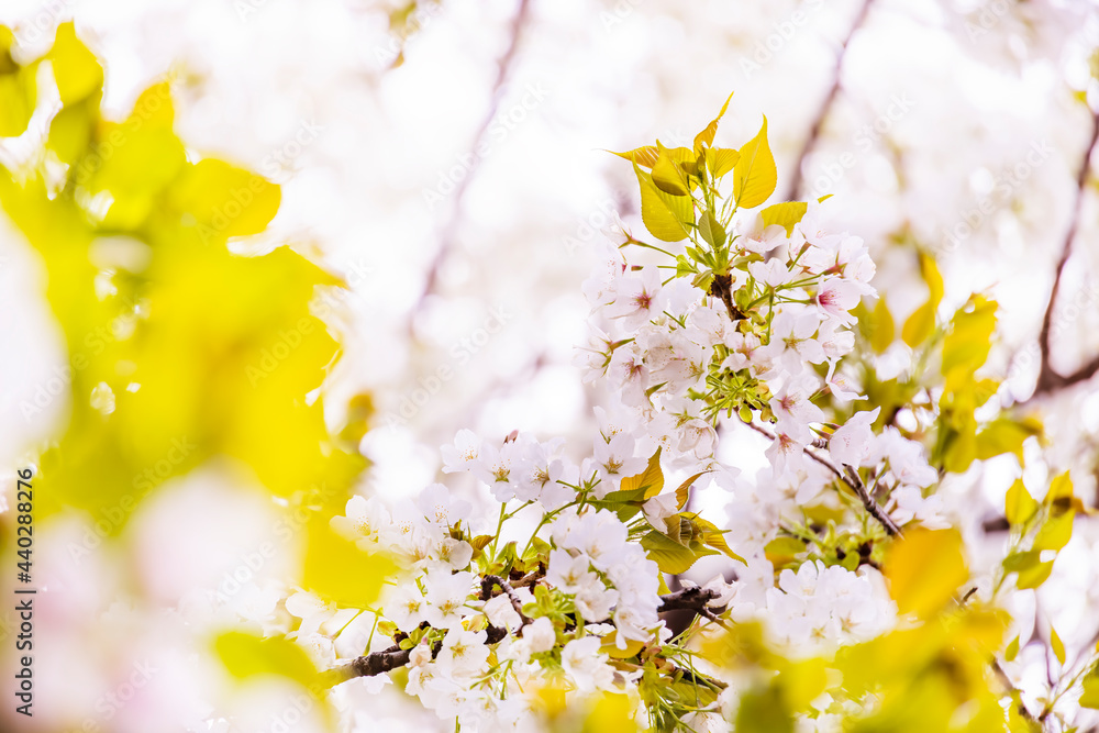 ピンク色が綺麗な満開の桜の花