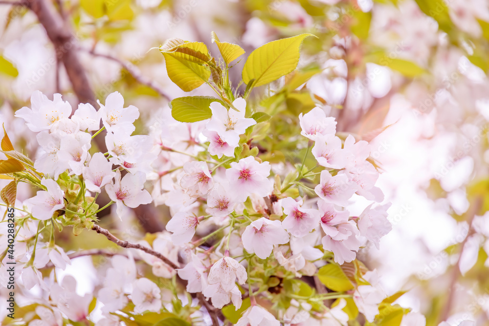 ピンク色が綺麗な満開の桜の花