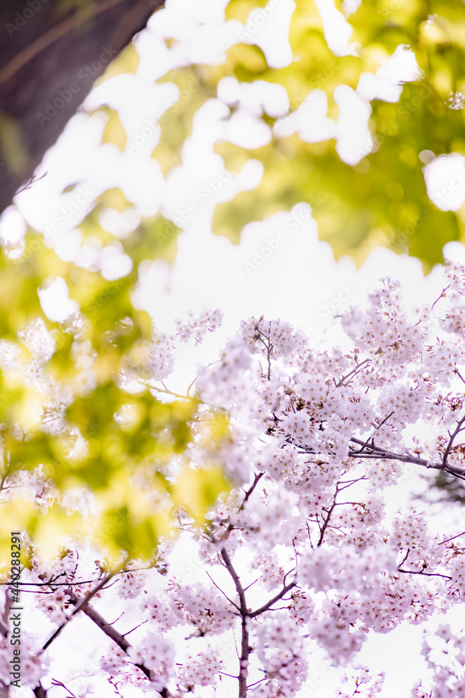 ピンク色が綺麗な満開の桜の花