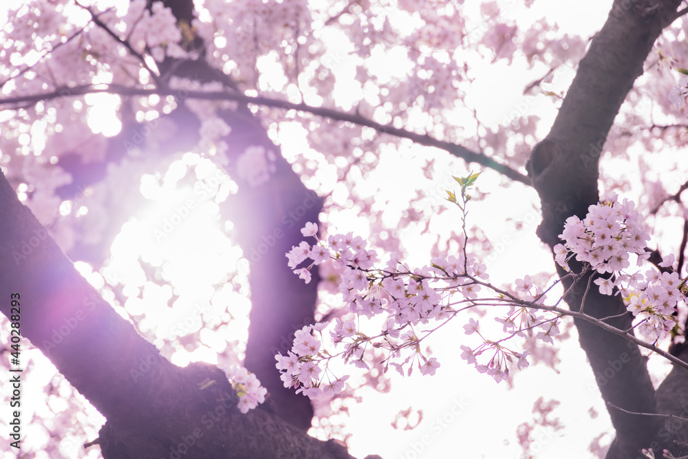 ピンク色が綺麗な満開の桜の花