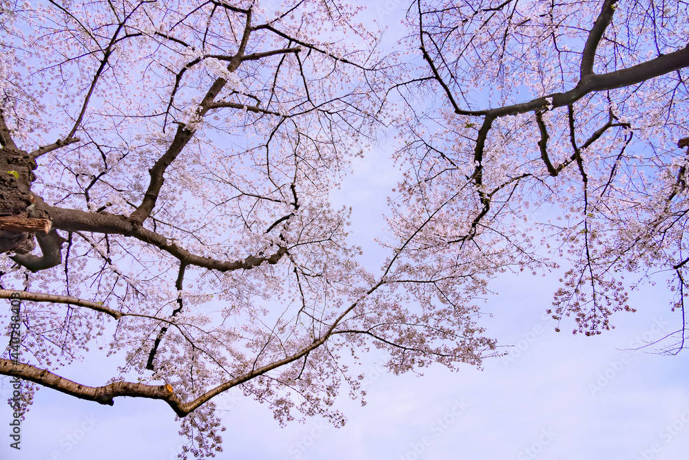 ピンク色が綺麗な満開の桜の花