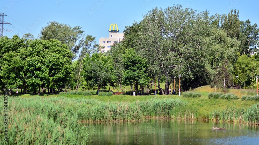 Pond in public garden. Lush trees and foliage around a pond in a public park 