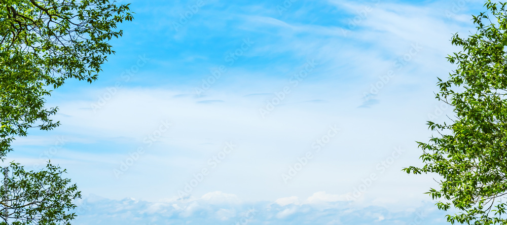 Green leaves of a tree against the blue sky. Beautiful natural frame of foliage against the sky.Copy