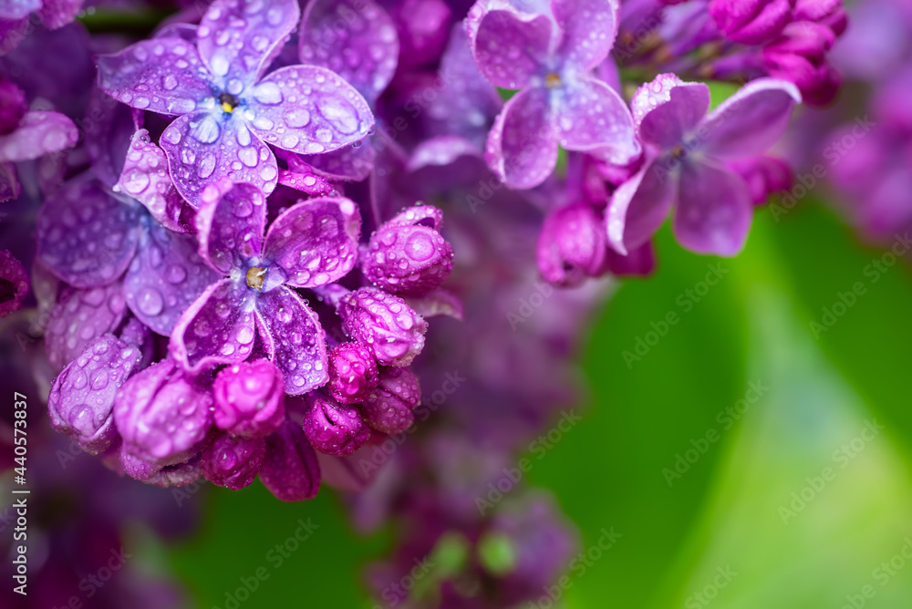 丁香花宏观