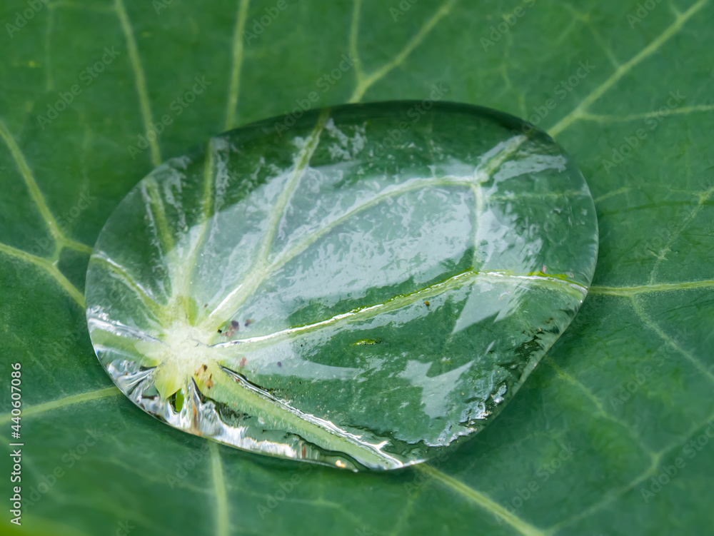 绿叶上的雨滴珠