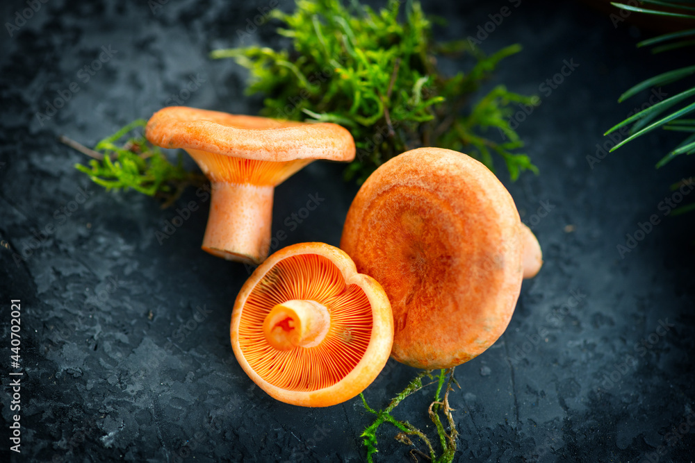 深色古老乡村背景下的生野生藏红花奶盖蘑菇。Lactarius deliciosus，Rovelons，