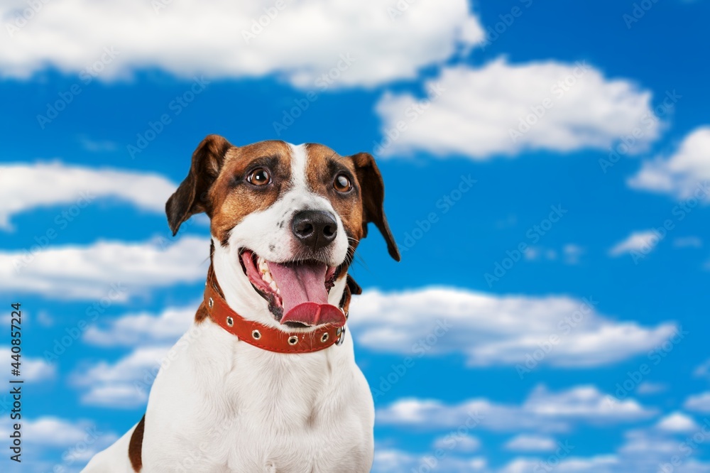 portrait of a cute dog in front of a sky background