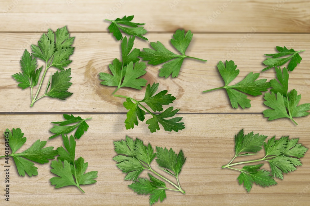 Fresh green parsley leaves on the desk.