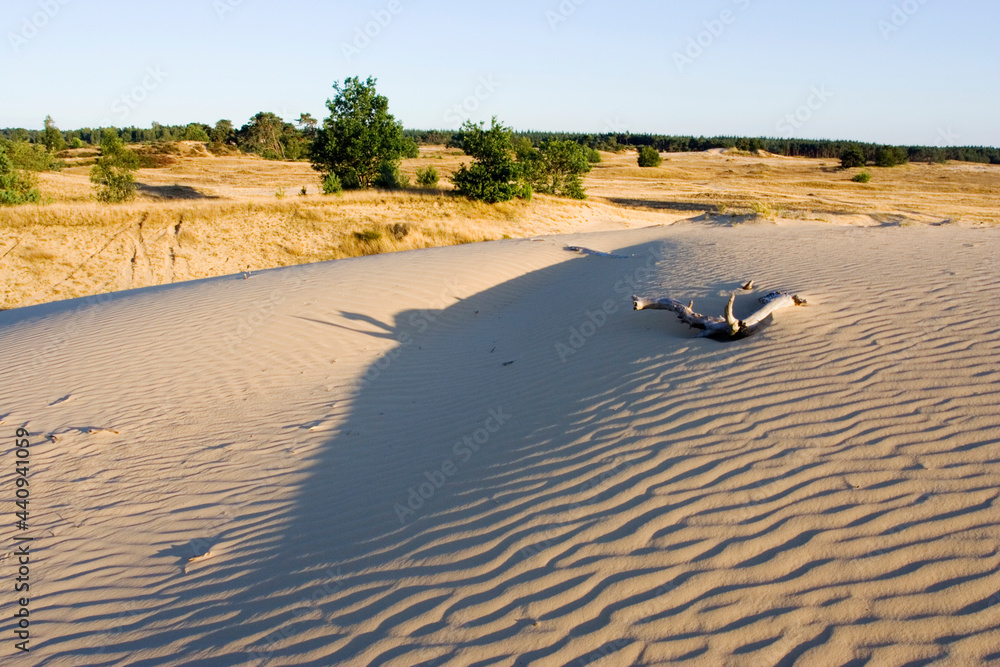 Kootwijkerzand，Kootvijk，Veluwe，荷兰