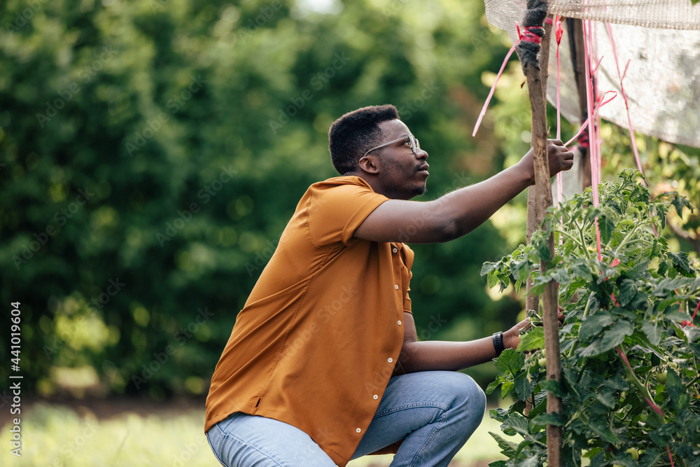 Adult man, clipping the branches from his tree.