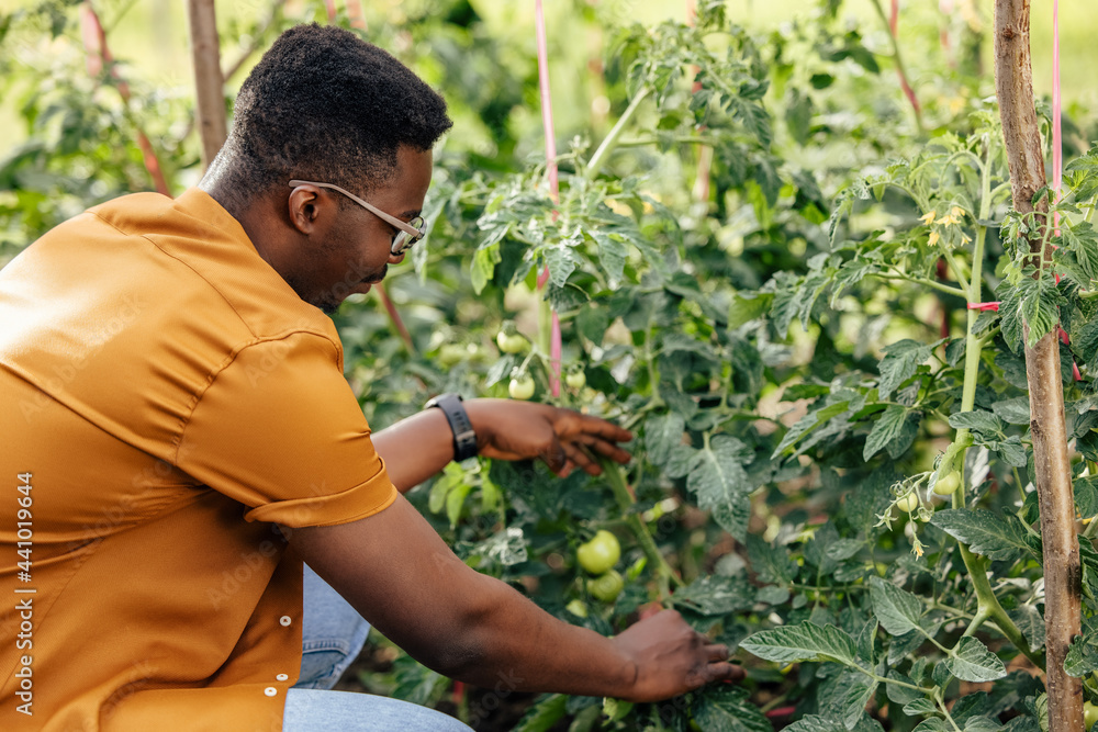 Adult black man, growing fruit and vegetables.