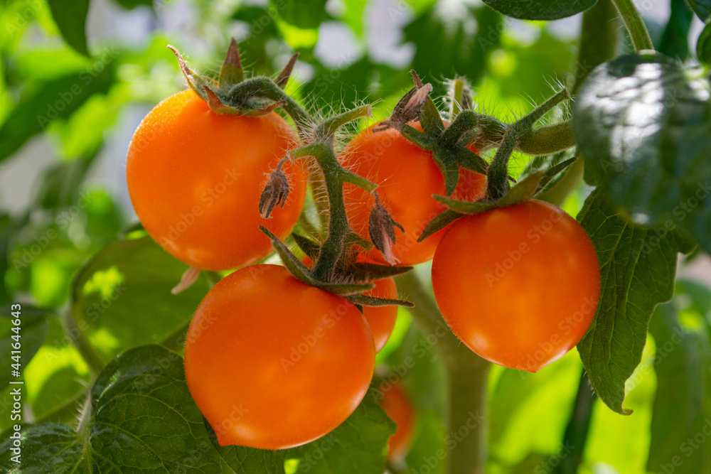 Sunny yellow tomatoes (cherry) in home garden