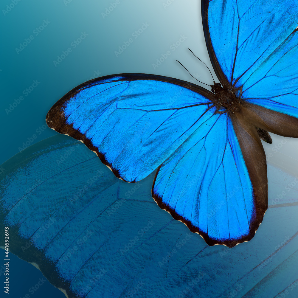 Blue Morpho butterfly in pile up layers, an exotic blue butterfly on blue background