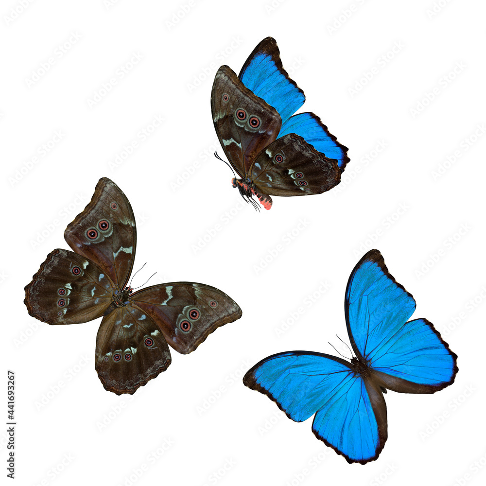 Set of beautiful blue butterflies, the Blue Morpho (Genus Morpho doiuns) isolated on white backgroun