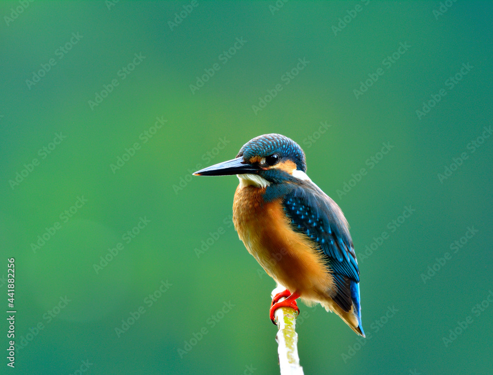 普通翠鸟雄性（Alcedo atthis），美丽的蓝色小鸟，羽毛蓬松，孤独p