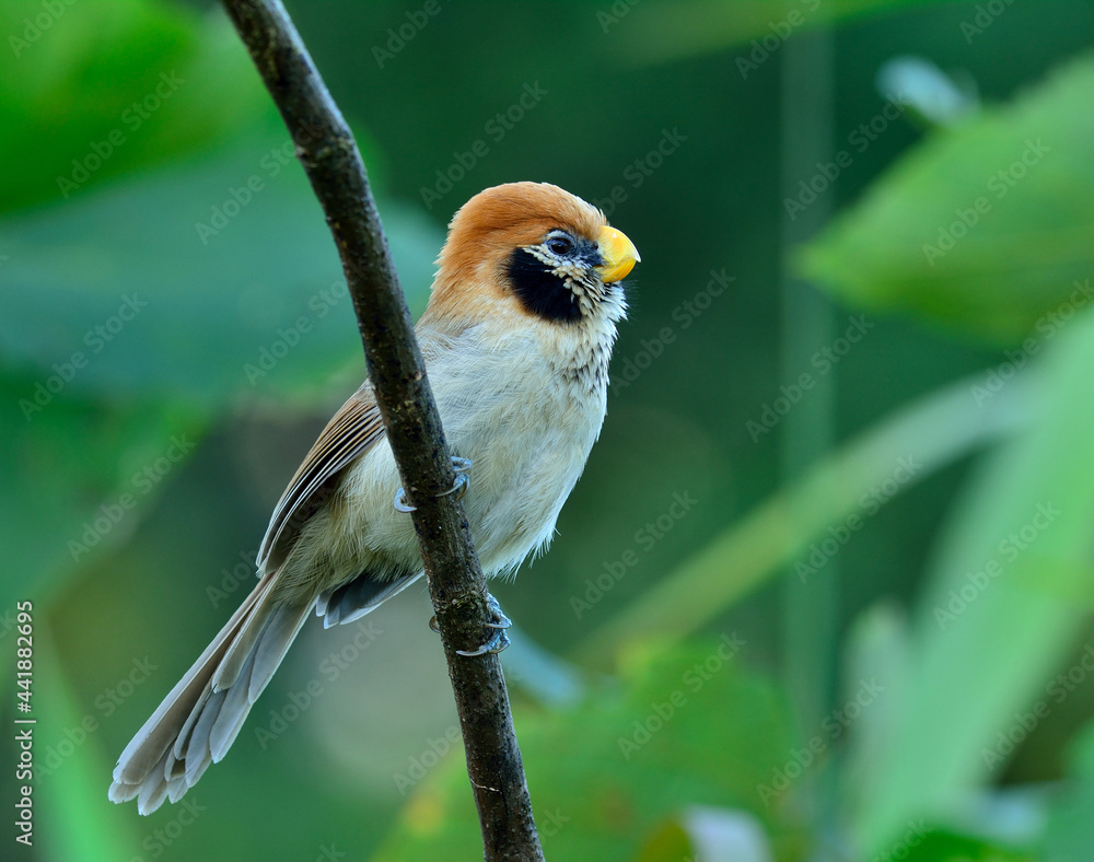 斑胸鹦鹉（Paradogornis guttaticollis），一种可爱的棕色短嘴黑色鸟类