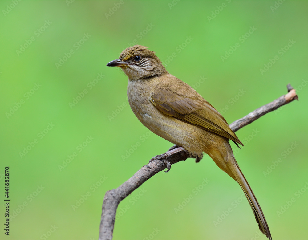 条纹耳白头翁（Pycnonotus blanfordi）是一种美丽的淡黄色鸣禽。