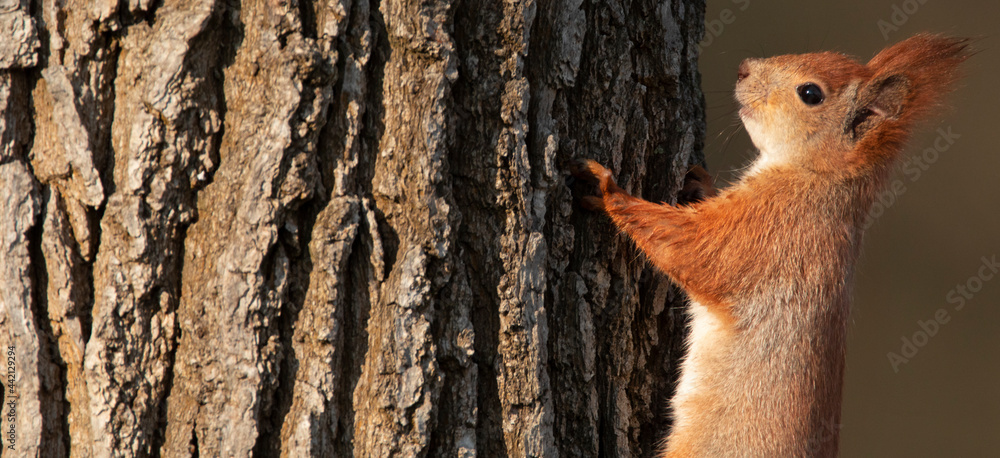 Red squirrel sitting on a tree, close-up.