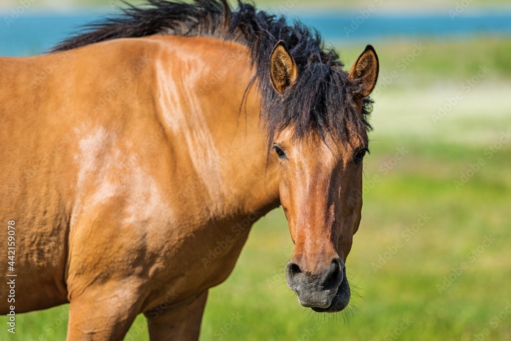 Bay Horse on a Pasture