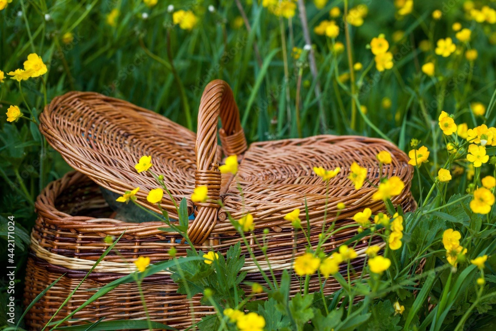 Picnic basket in a field