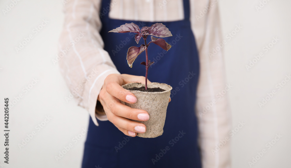 在浅色背景下，妇女在泥炭盆中抱着植物幼苗