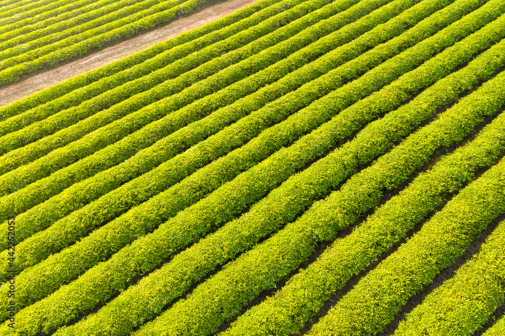 整洁美丽的茶园