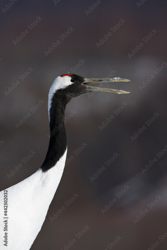 中国Kraanvogel特写；丹顶鹤porttrait