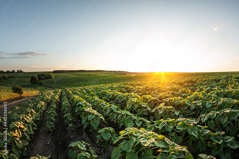 Young green sunflower seedlings growing in soil field