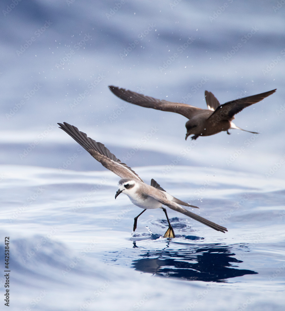 Bont Stormvogeltje，白面风暴Petrel，Pelagodroma码头