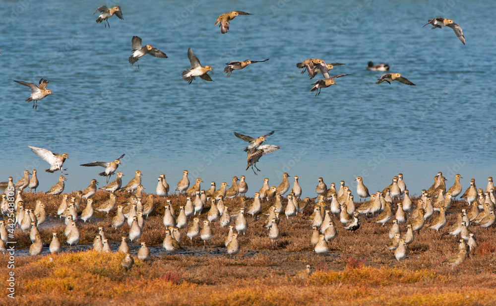 Goudplevier；欧洲金犁；Pluvialis apricaria