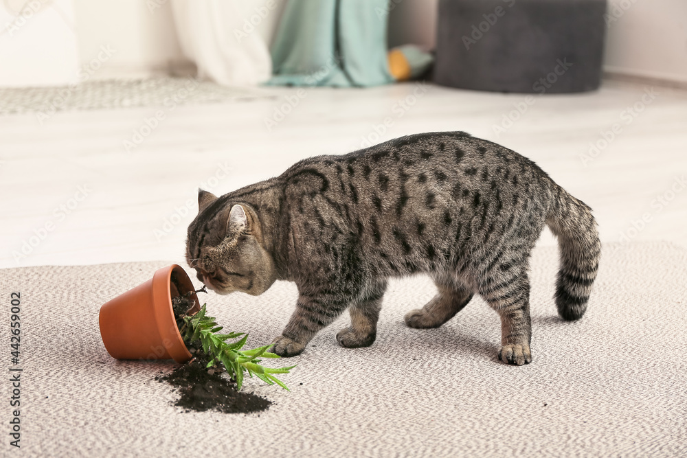 可爱的猫和掉在地毯上的盆栽