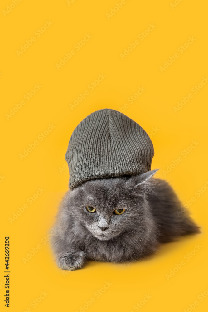 Cute cat in warm hat on color background