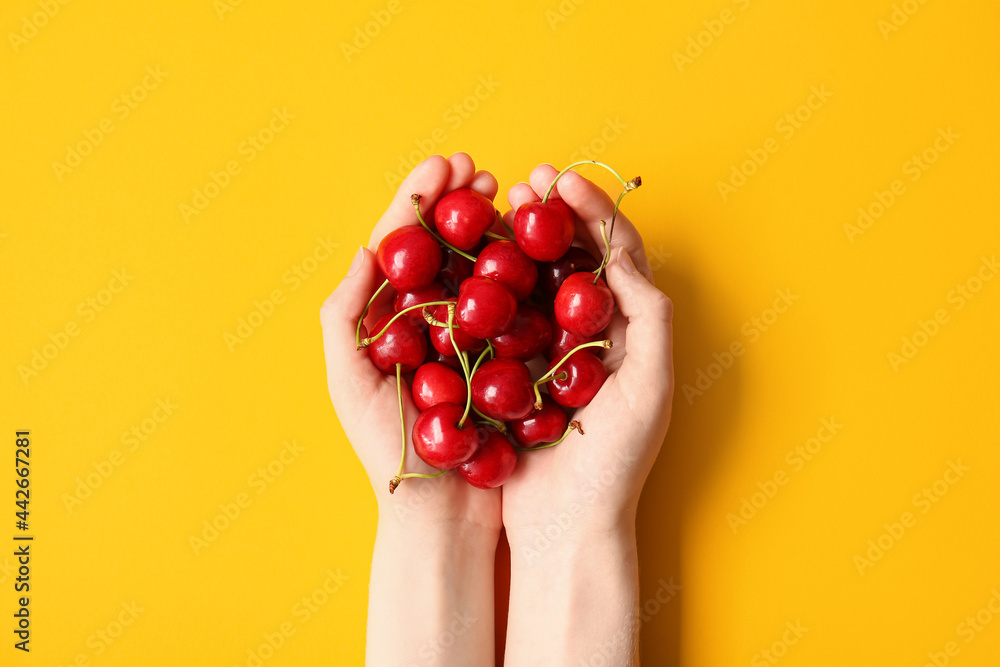 女性双手，彩色背景上有一堆美味的成熟樱桃