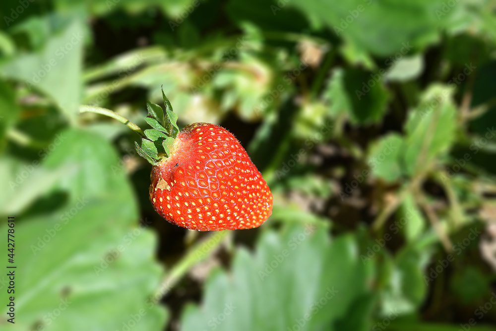 草莓，Fragaria moschata的拉丁名，背景是模糊的绿色植被。