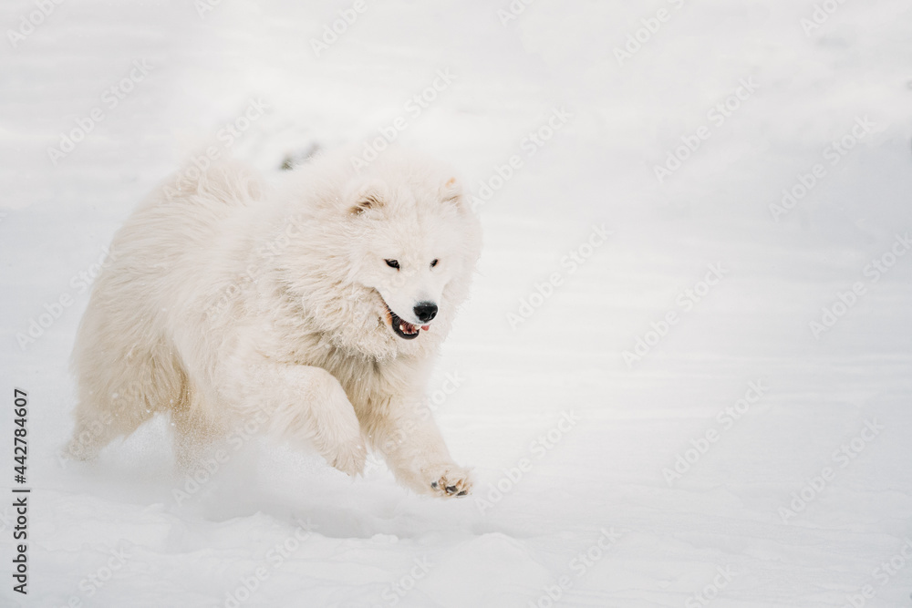 萨摩耶犬或Bjelkier、Smiley、Sammy在雪地里户外快速奔跑，冬日雪地漂移