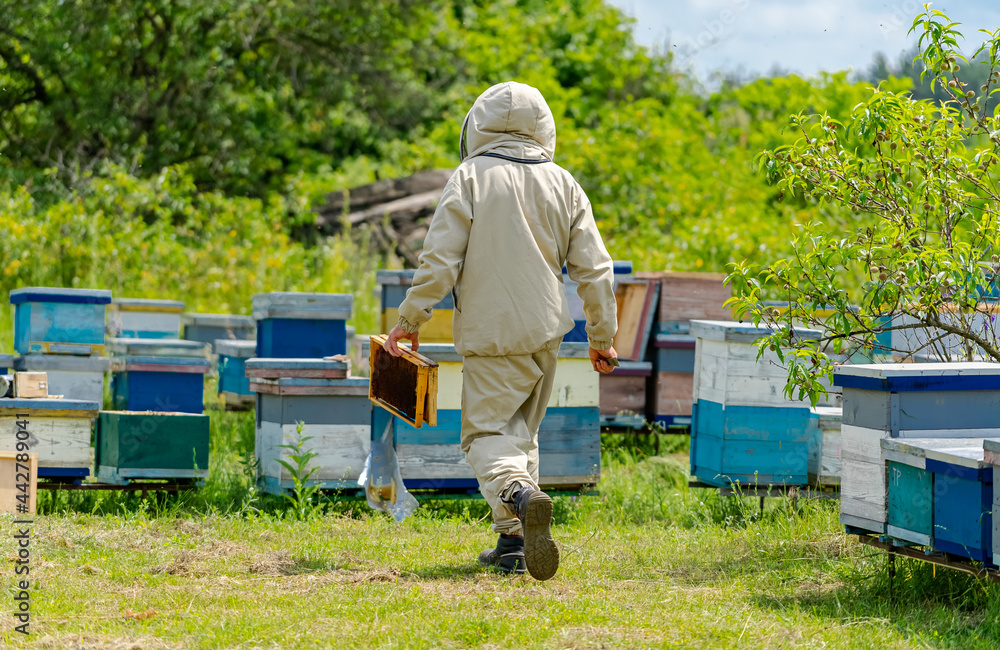 Beekeeping natural summer wooden honeycombs. Outdoor harvesting beeswax.