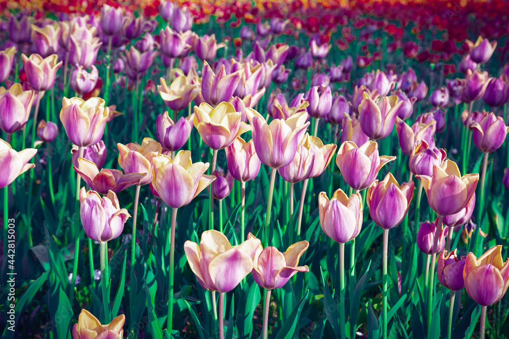 Surreal purple tulip field