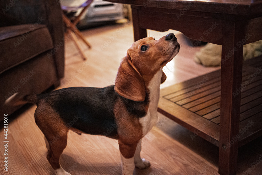 Warm toned portrait of cute beagle dog