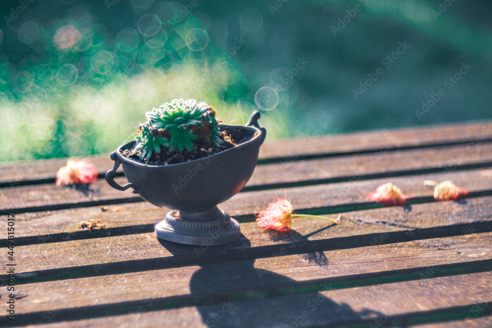 Succulent on a wooden garden table in an oneiric atmosphere