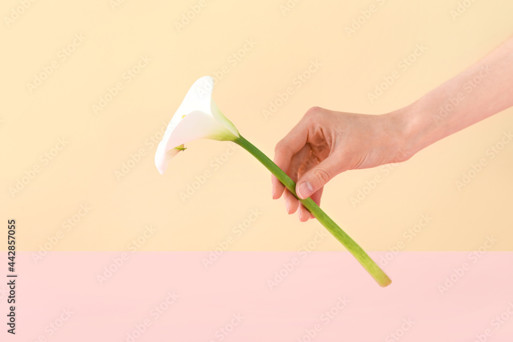 Female hand with beautiful calla lily on color background