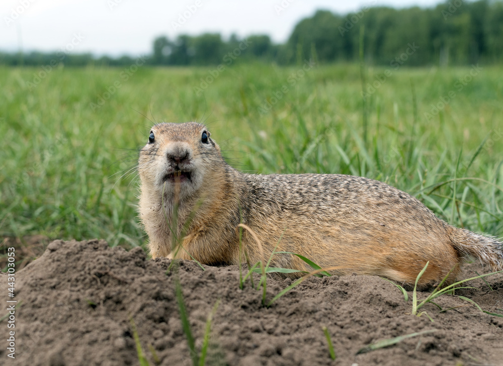 European gopher on the lawn is looking at camera.