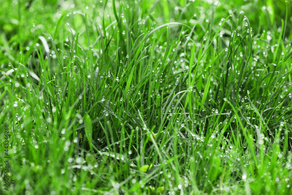 草坪上的新鲜绿草，特写