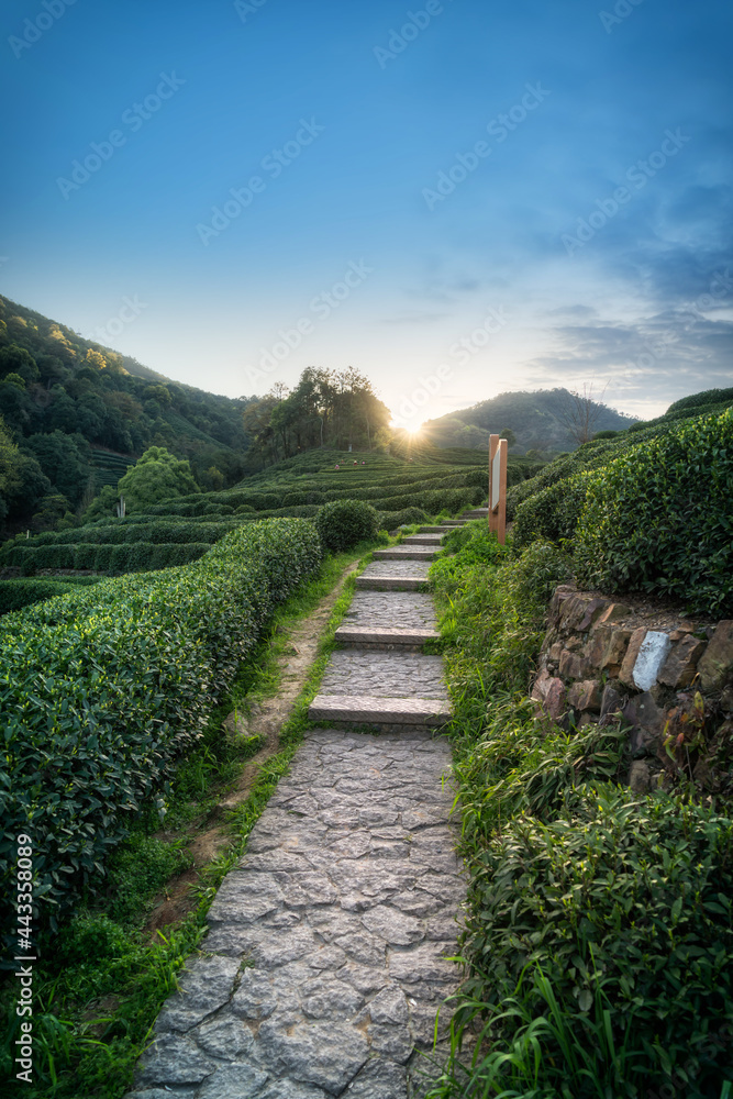 Hangzhou West Lake Longjing Tea Mountain