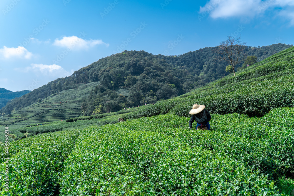 杭州西湖龙井茶山