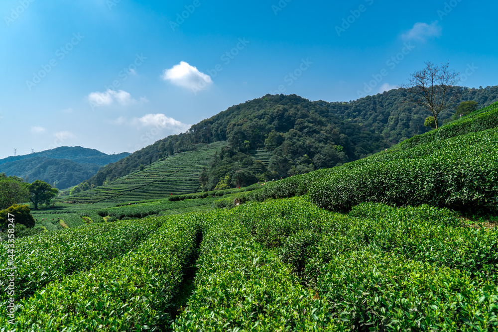 杭州西湖龙井茶山