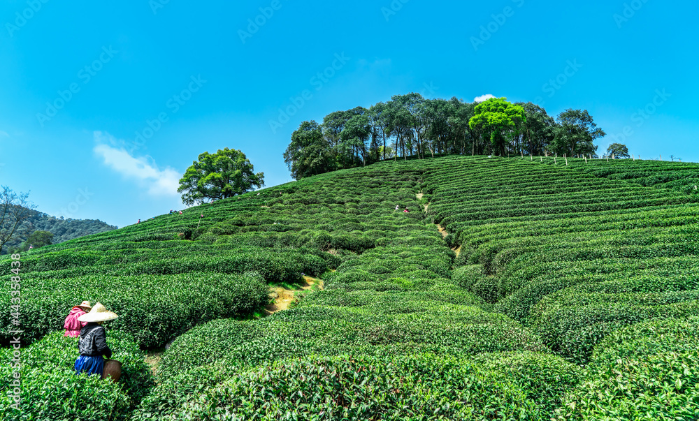 杭州西湖龙井茶山