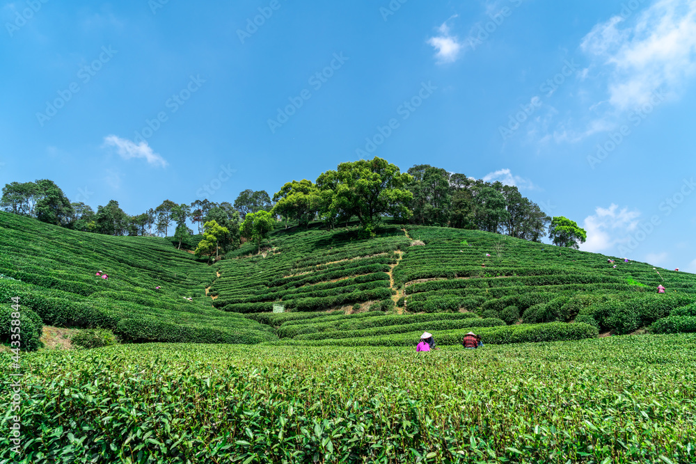 杭州西湖龙井茶山