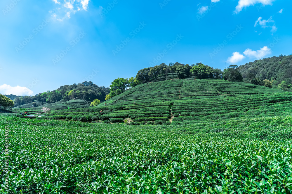 杭州西湖龙井茶山