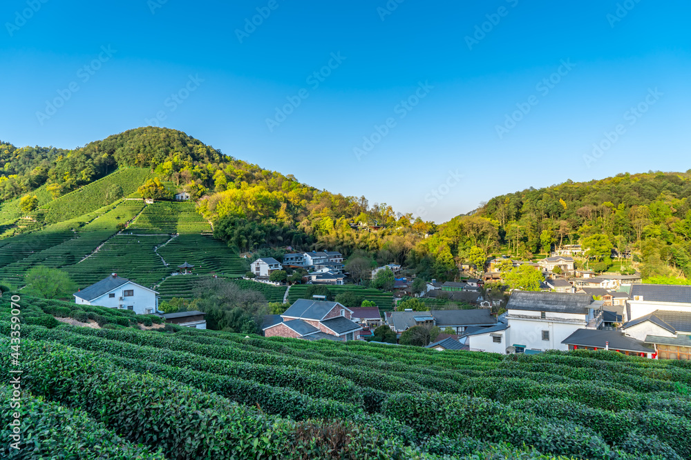 杭州西湖龙井茶山