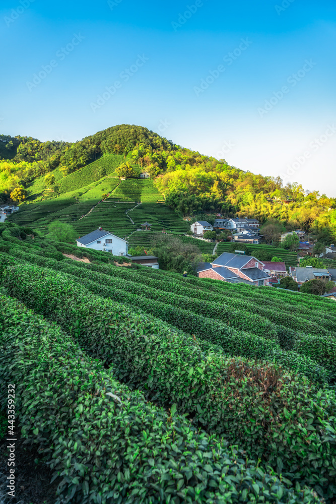 杭州西湖龙井茶山